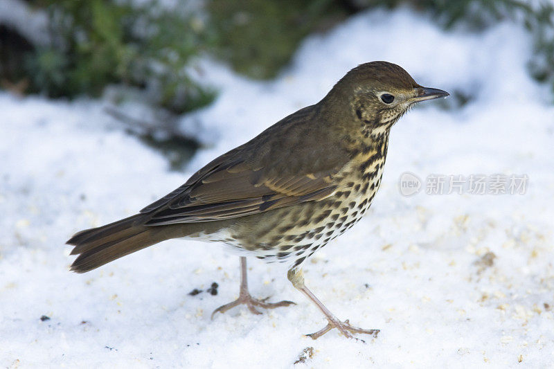 歌鸫(Turdus philomelos)